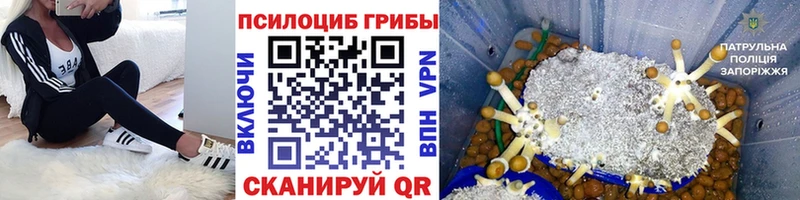 Галлюциногенные грибы Cubensis Монино